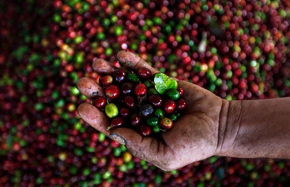 Giá Arabica giảm mạnh khi tồn kho có tín hiệu khởi sắc