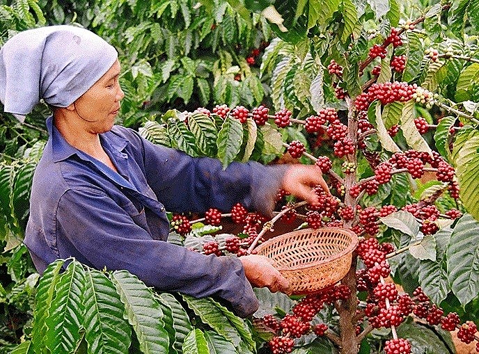 Giá cà phê trong nước ngày 30/12 tăng 1.100 đồng/kg. Giá cà phê trong nước ngày 30/12 tăng 1.100 đồng/kg.