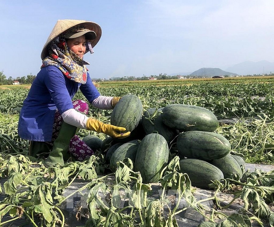 Nông dân Quảng Ngãi thu hoạch dưa hấu (nguồn TTXVN) Nông dân Quảng Ngãi thu hoạch dưa hấu (nguồn TTXVN)