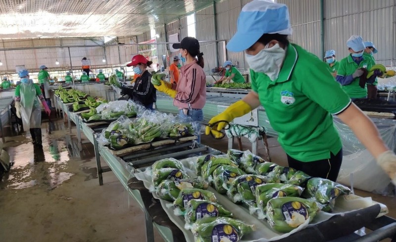 Kỳ vọng xuất khẩu bứt phá Kỳ vọng xuất khẩu bứt phá