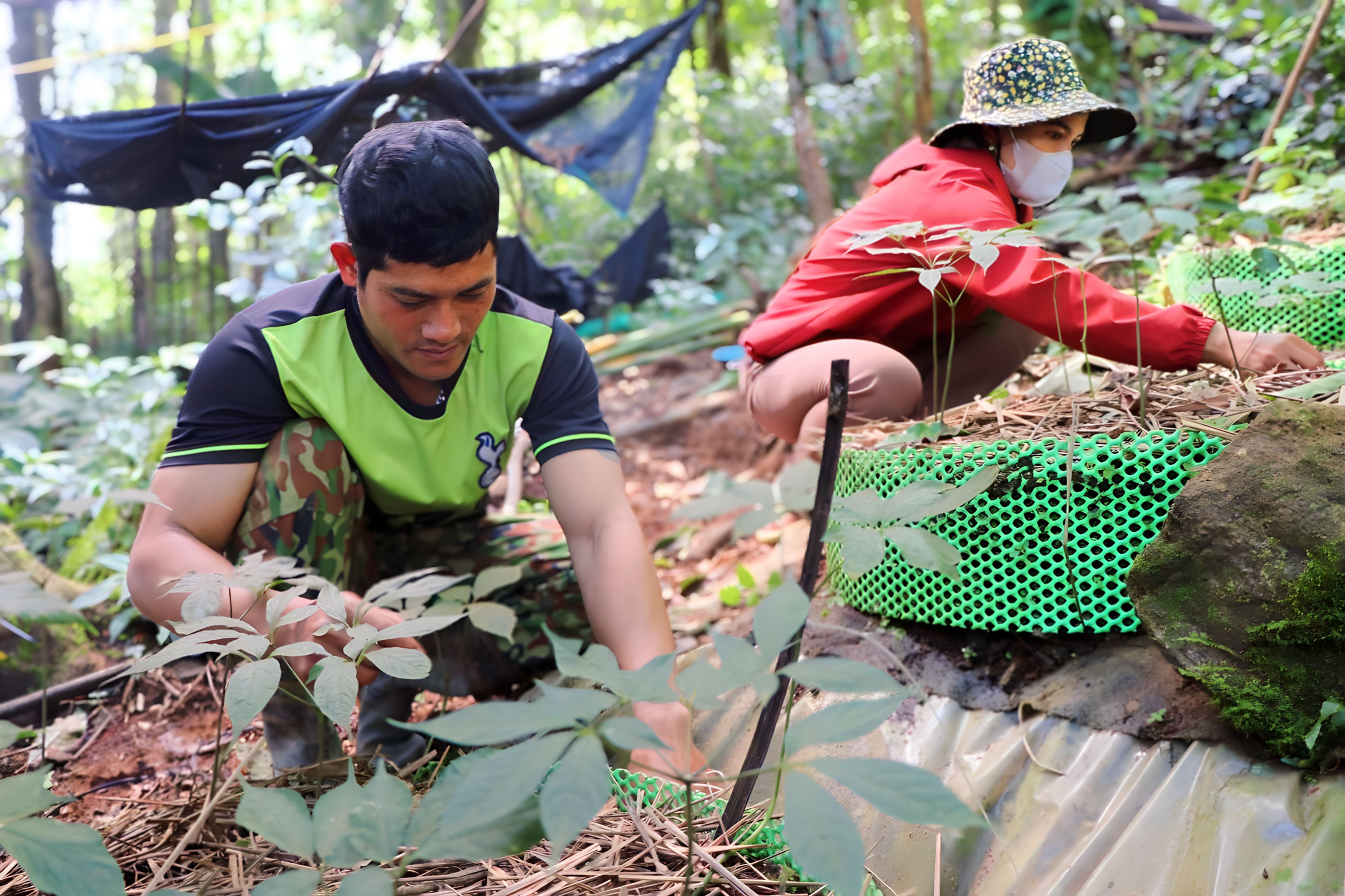 Anh A Sơn vay vốn của Ngân hàng Chính sách trồng sâm Ngọc Linh Anh A Sơn vay vốn của Ngân hàng Chính sách trồng sâm Ngọc Linh