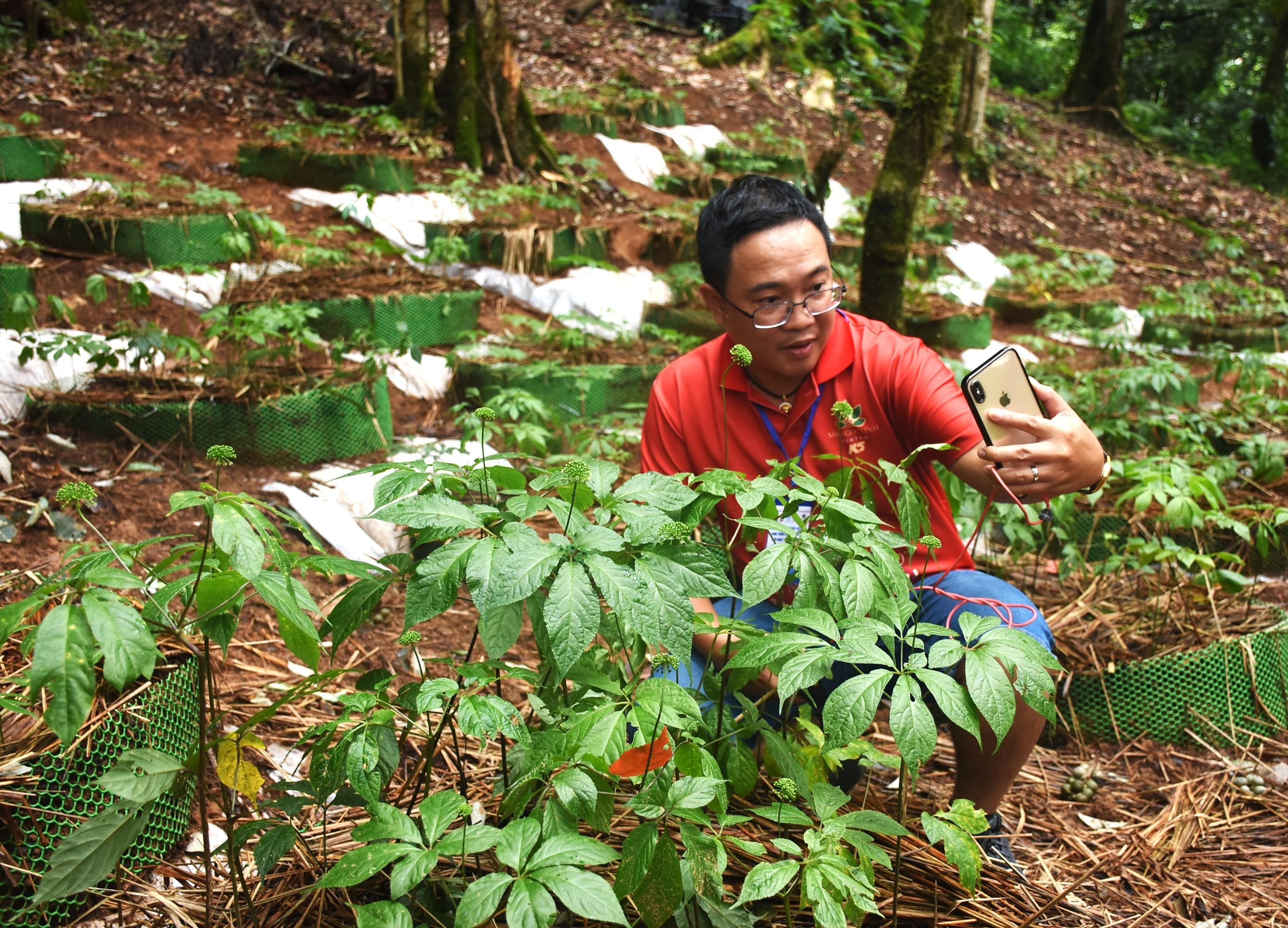 Khách du lịch thích thú khi được trải nghiệm vườn sâm Ngọc Linh Khách du lịch thích thú khi được trải nghiệm vườn sâm Ngọc Linh