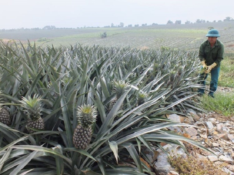 Sơn La: Phát triển hàng hóa nông sản chất lượng cao gắn với thương hiệu địa phương