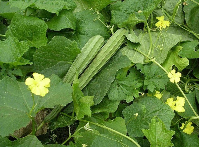 Bài thuốc hay từ mướp khía Bài thuốc hay từ mướp khía