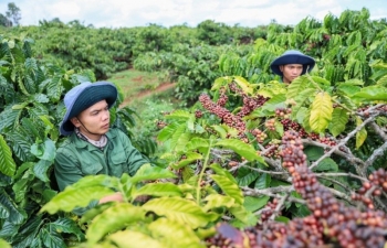 Giá cà phê trong nước tăng thêm 800 đồng/kg