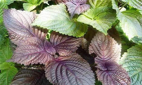 Tía tô là một loại thảo dược có khả năng trị nám hiệu quả. Tía tô là một loại thảo dược có khả năng trị nám hiệu quả.