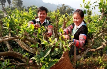 Yên Bái: Phấn đấu truy xuất nguồn gốc 10 nhóm sản phẩm chủ lực vào năm 2025