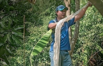 An Giang: Phát hiện bộ da rắn khổng lồ trên núi Cấm