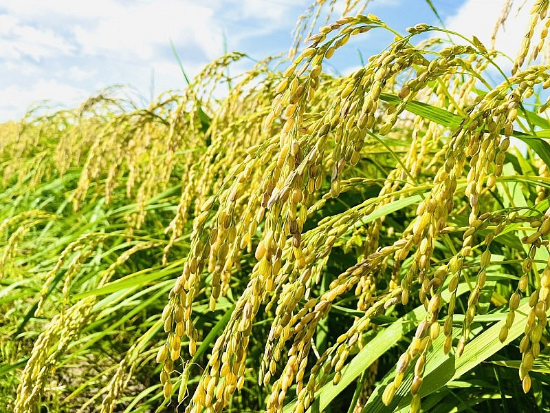 Đồng bằng sông Cửu Long thu hoạch lúa Đông xuân sớm, giá cao Đồng bằng sông Cửu Long thu hoạch lúa Đông xuân sớm, giá cao