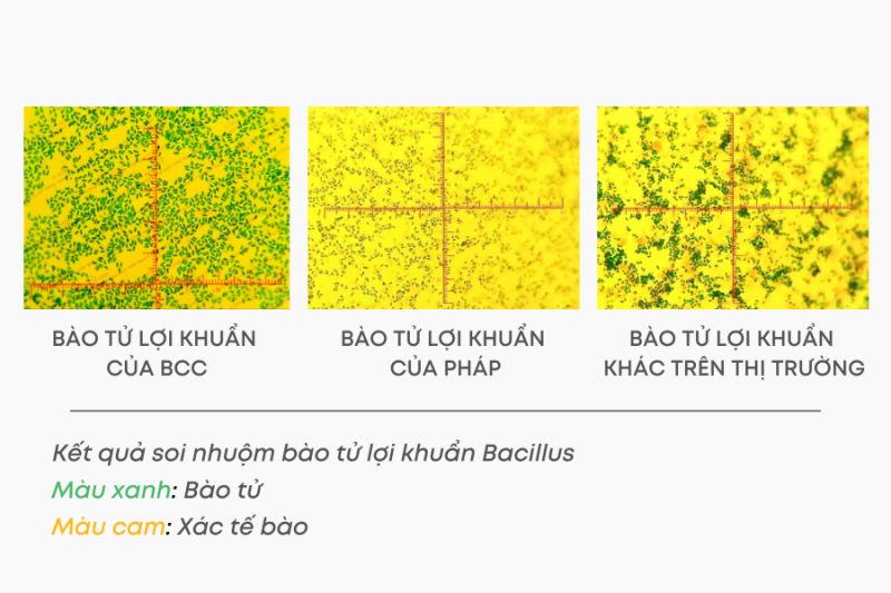 Mật độ bào tử lợi khuẩn của BCC Health luôn cao hơn so với các đơn vị khác trên thị trường