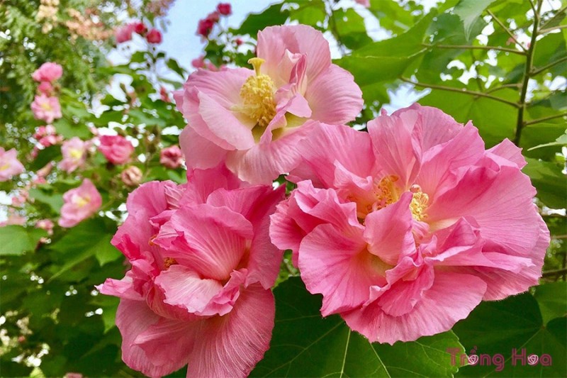 Cây phù dung - Bài thuốc quý với nhiều công dụng Cây phù dung - Bài thuốc quý với nhiều công dụng