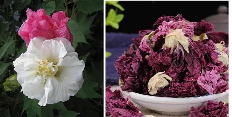 Cây phù dung - Bài thuốc quý với nhiều công dụng Cây phù dung - Bài thuốc quý với nhiều công dụng