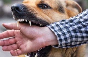 Thanh Hóa: Chủ động khống chế, ngăn chặn hiệu quả bệnh dại