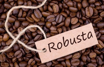 Giá cà phê Robusta quay về vùng giá cao nhất 28 năm