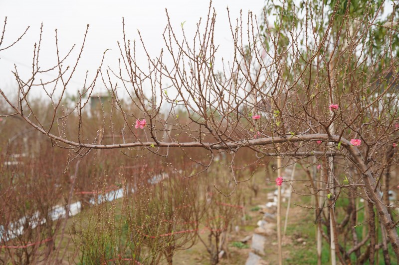 Đào Nhật Tân có 2 loại, đào mắt trắng và đào mắt đỏ, hay còn gọi là đào ngắn ngày và đào dài ngày. 