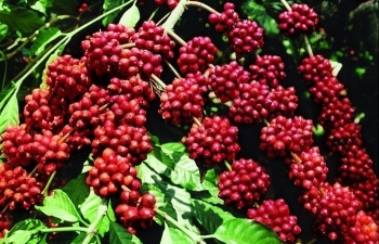 Giá cà phê Robusta tăng cao trước lo ngại thiếu hụt nguồn cung