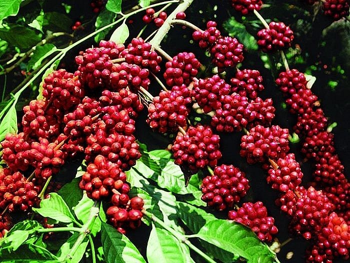 Giá cà phê Robusta tăng 1,65% khi khép lại phiên giao dịch