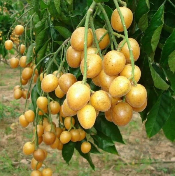 Ảnh minh họa Ảnh minh họa