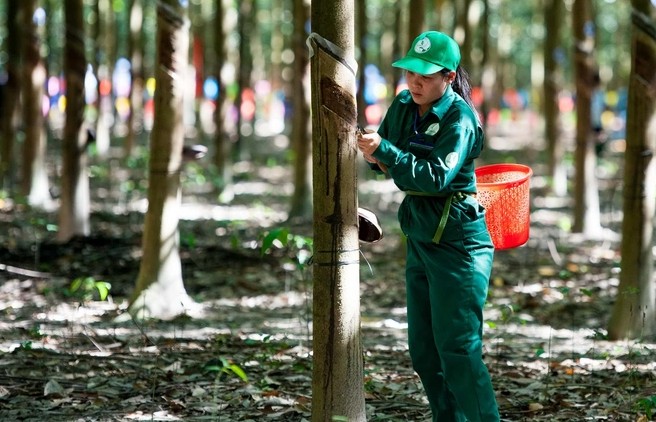 Giá cao su tăng giảm trái chiều trong nửa đầu tháng 1/2024