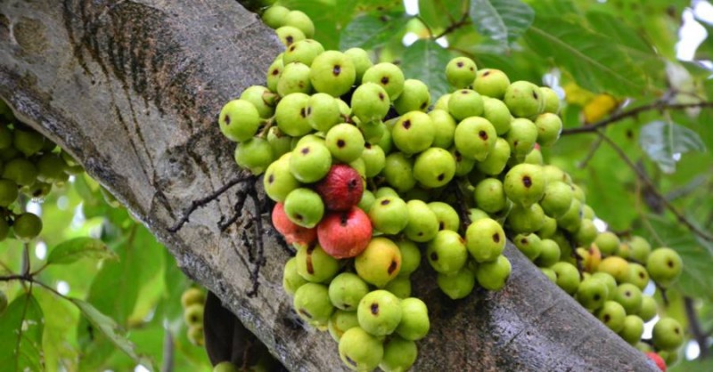 Quả sung giúp ngăn ngừa sự phát triển của tế bào ung thư Quả sung giúp ngăn ngừa sự phát triển của tế bào ung thư