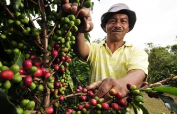 Giá cà phê phụ thuộc lớn vào căng thẳng trên Biển Đỏ