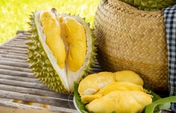 Sầu riêng Việt Nam xuất sang EU bị kiểm tra dư lượng ngay tại cửa khẩu