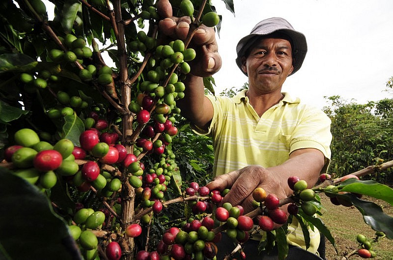 Giá Arabica quay về mức thấp nhất trong hơn một tháng sau khi giảm 3,27%.