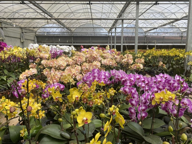 Lâm Đồng: Thị trường hoa lan Hồ Điệp tấp lập vào mùa Tết Lâm Đồng: Thị trường hoa lan Hồ Điệp tấp lập vào mùa Tết