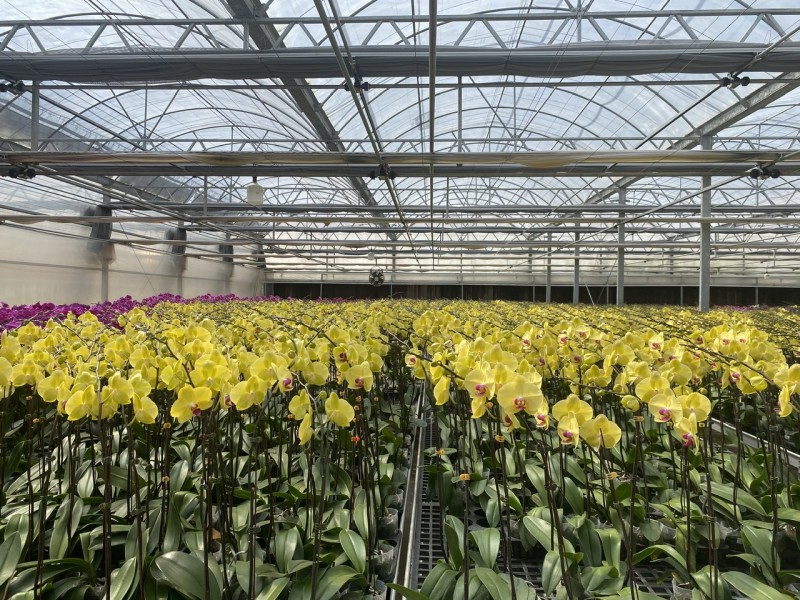 Lâm Đồng: Thị trường hoa lan Hồ Điệp tấp lập vào mùa Tết Lâm Đồng: Thị trường hoa lan Hồ Điệp tấp lập vào mùa Tết