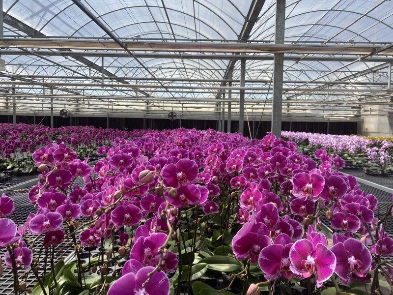 Lâm Đồng: Thị trường hoa lan Hồ Điệp tấp lập vào mùa Tết Lâm Đồng: Thị trường hoa lan Hồ Điệp tấp lập vào mùa Tết