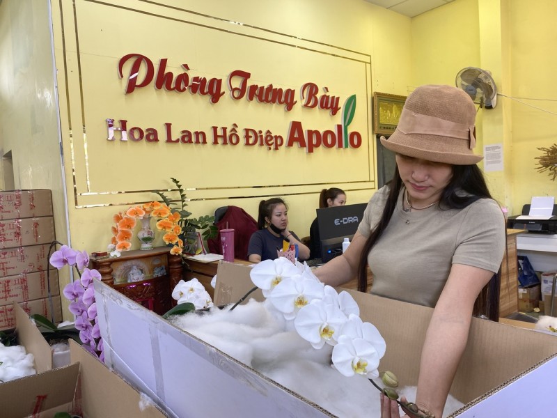 Lâm Đồng: Thị trường hoa lan Hồ Điệp tấp lập vào mùa Tết Lâm Đồng: Thị trường hoa lan Hồ Điệp tấp lập vào mùa Tết