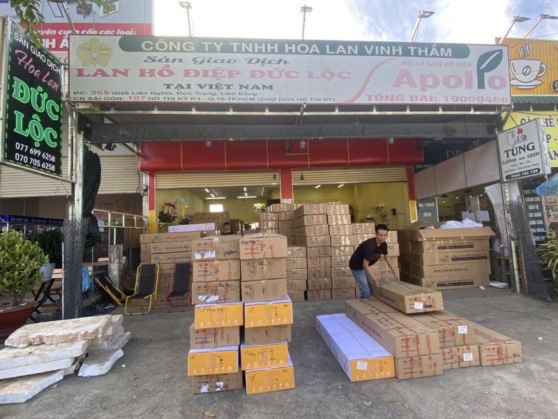 Lâm Đồng: Thị trường hoa lan Hồ Điệp tấp lập vào mùa Tết Lâm Đồng: Thị trường hoa lan Hồ Điệp tấp lập vào mùa Tết