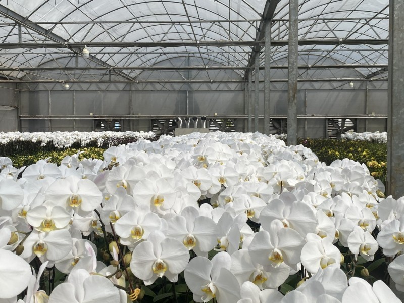 Lâm Đồng: Thị trường hoa lan Hồ Điệp tấp lập vào mùa Tết Lâm Đồng: Thị trường hoa lan Hồ Điệp tấp lập vào mùa Tết