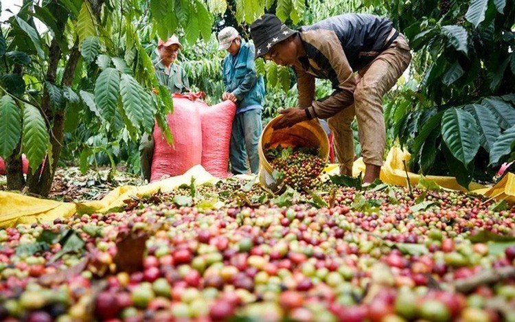 Gián đoạn chuỗi cung ứng, giá cà phê xuất khẩu tiếp tục đi lên mức cao nhất Gián đoạn chuỗi cung ứng, giá cà phê xuất khẩu tiếp tục đi lên mức cao nhất
