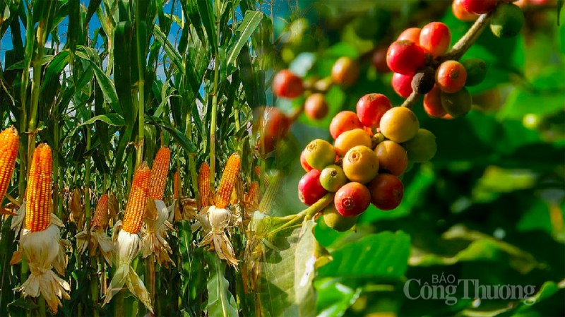 Thị trường hàng hóa hôm nay ngày 23/1/2024: Dòng tiền đầu tư đạt mức cao kỷ lục từ đầu năm Thị trường hàng hóa hôm nay ngày 23/1/2024: Dòng tiền đầu tư đạt mức cao kỷ lục từ đầu năm