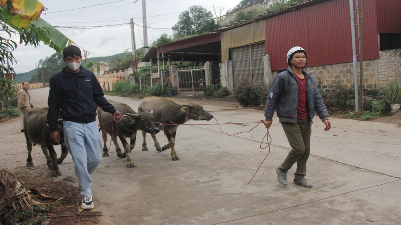 Người dân xã Đèo Gia nhận trâu từ dự án hỗ trợ (Ảnh: Nguyễn Hưởng) Người dân xã Đèo Gia nhận trâu từ dự án hỗ trợ (Ảnh: Nguyễn Hưởng)