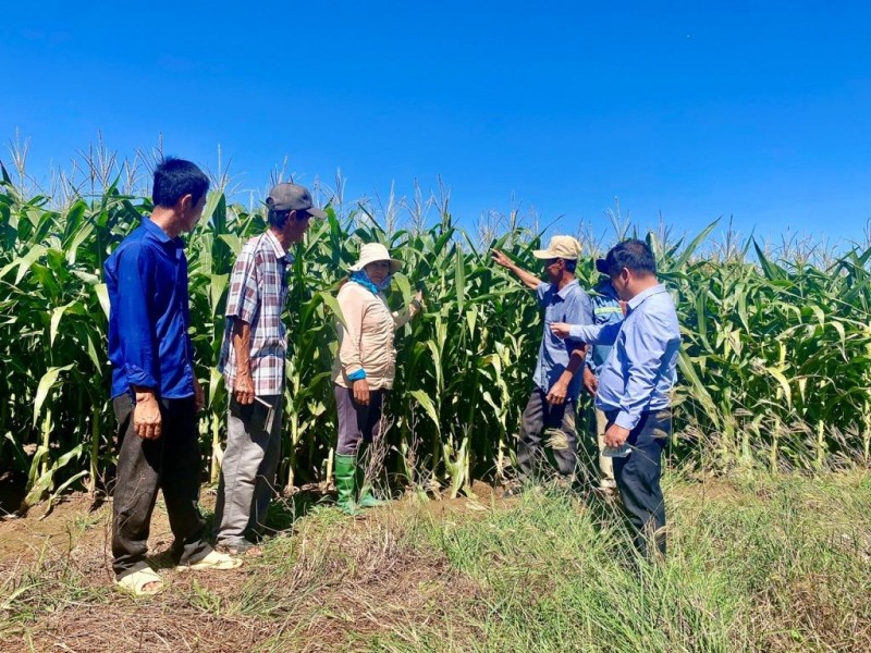 Ninh Thuận: Đồng bộ nhiều giải pháp hỗ trợ đồng bào dân tộc phát triển sản xuất Ninh Thuận: Đồng bộ nhiều giải pháp hỗ trợ đồng bào dân tộc phát triển sản xuất