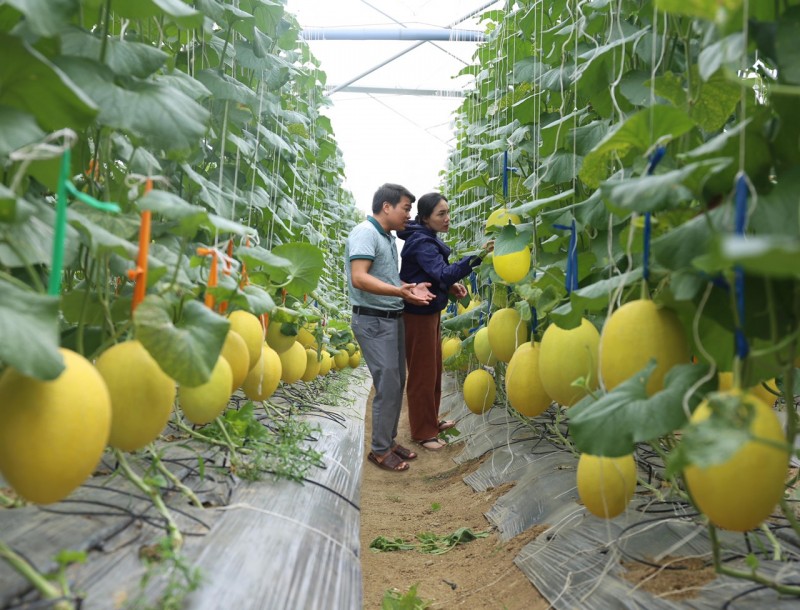 Ninh Thuận: Đồng bộ nhiều giải pháp hỗ trợ đồng bào dân tộc phát triển sản xuất Ninh Thuận: Đồng bộ nhiều giải pháp hỗ trợ đồng bào dân tộc phát triển sản xuất