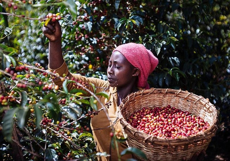 giá Arabica tăng mạnh 3,83%