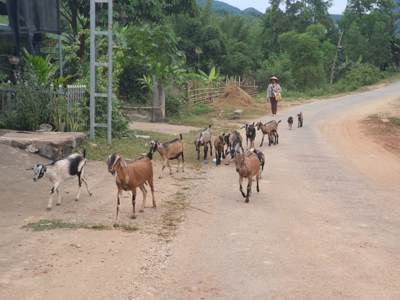 Nhiều người dân ở xã Độc Lập đã thoát nghèo nhờ mô hình nuôi dê bán chăn thả Nhiều người dân ở xã Độc Lập đã thoát nghèo nhờ mô hình nuôi dê bán chăn thả