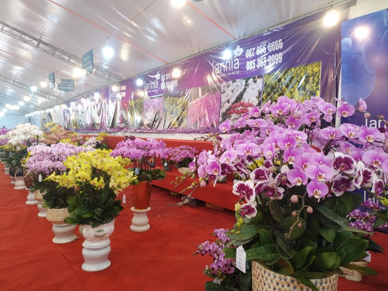 Đa dạng các chậu lan hồ điệp được bày bán, hút mắt người đ Đa dạng các chậu lan hồ điệp được bày bán, hút mắt người đ