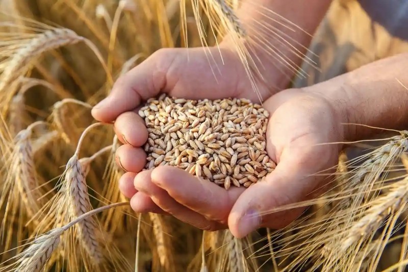 Nga xuất khẩu nông sản phá kỷ lục; vận chuyển hàng hóa qua kênh đào Suez giảm 45% Nga xuất khẩu nông sản phá kỷ lục; vận chuyển hàng hóa qua kênh đào Suez giảm 45%