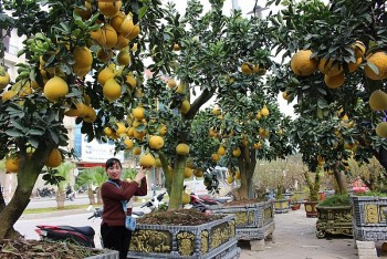 Thanh Hóa: Rộn ràng sắc Tết