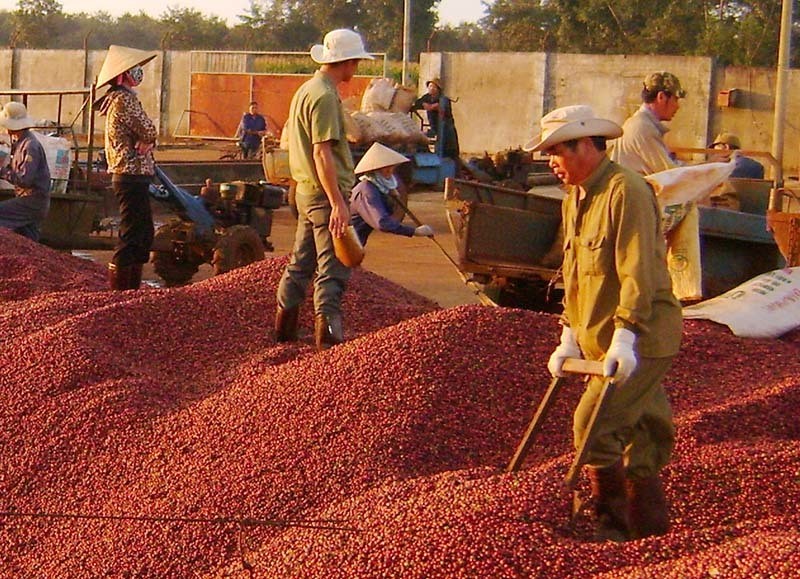 Nguồn cung thiếu hụt cục bộ, giá cà phê xuất khẩu cao nhất 30 năm Nguồn cung thiếu hụt cục bộ, giá cà phê xuất khẩu cao nhất 30 năm