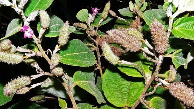 Ảnh minh họa Ảnh minh họa