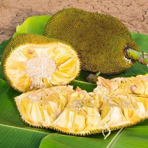 Những lợi ích sức khỏe từ quả mít Những lợi ích sức khỏe từ quả mít