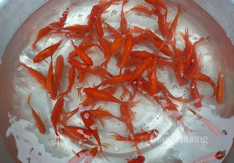 Cá chép vàng dao động từ 30.000 đồng/3 con Cá chép vàng dao động từ 30.000 đồng/3 con