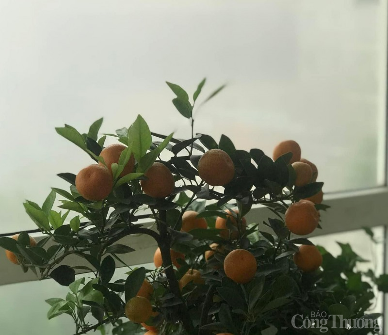 Hà Nội: Sương mù dày đặc giăng kín đường phố sáng ngày 2/2 Hà Nội: Sương mù dày đặc giăng kín đường phố sáng ngày 2/2