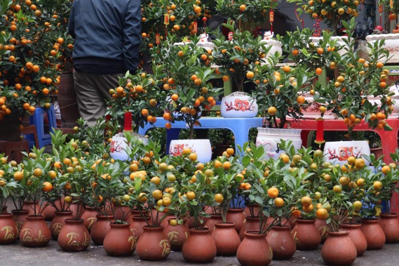 Phố cổ Hà Nội ngập tràn không khí Tết