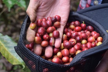 Giá cà phê hôm nay, 4/2/2024: Giá cà phê trong nước giảm sâu